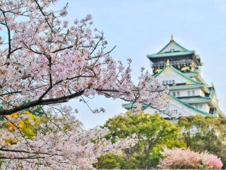 View of building behind cherry blossom